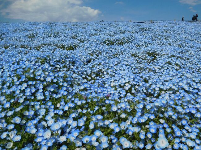 ネモフィラを見に「ひたち海浜公園」へ<br />毎年4月～GWの時期に話題になる「ひたち海浜公園」のネモフィラ。<br />アクセスが不便な場所にあるのと、週末はかなり混雑する話を聞いていたので、今までなかなか行けずにいましたが、平日に休みが取れ、5部咲きでもかなり見頃な感じだったので、思い切って行ってみる事にしました。<br />園内には、ネモフィラ以外にも、菜の花、チューリップ、スイセンなど、春の花々が楽しめるようになっていて、とても見応えがあって良かったです。