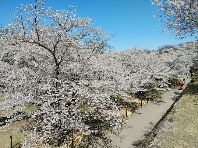 先週は首都圏から日帰りで三春、郡山まで滝桜、枝垂れ桜、ソメイヨシノなど種々の満開の桜を見に行きました。東北の桜を見たので今年の桜巡りはこれで終了と思っていましたが、翌週小諸懐古園が満開するという情報が入りました。まだ4月10日なので桜巡りをしたい時期であり小諸懐古園も今まで訪れたことがないので、この日は上信越方面の桜を見に行くことにしました。<br />小諸懐古園は信州でも屈指の桜の名所で園内には無数の桜並木が点在しました。城の石垣や周囲の素晴らしい自然と満開の桜並木のコラボはまさに別世界、パンフレットに出てくるような絶景の光景でした。<br />小諸懐古園の他には北上して信州高山5大枝垂れ桜の2つを巡りました。滝桜ほどではないですが、これらの枝垂桜も1本が巨大の上に満開、絶景の美しさを見出していました。最後に須坂にある臥竜公園の桜並木を見に行きました。先週の福島県の桜を見に行った時と同様、絶好の青空の下、まさに絵葉書の世界のような大変美しい絶景の桜を見られて、この日も最高の桜日和でした。<br /><br />----------------------------------------------------------------------------<br />スケジュール<br /><br />★4月10日　自宅－（自家用車）小諸懐古園観光－<br />　　　　　　水中の枝垂れ桜・和美の枝垂れ桜観光－臥竜公園観光－自宅　
