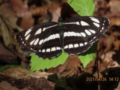2021森のさんぽ道で見られた蝶⑦コミスジ、キチョウ、モンシロチョウ、ツバメシジミ、ベニシジミ等