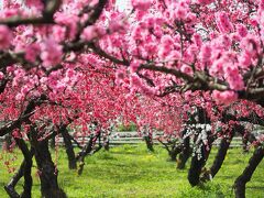 花咲かジジイの桃源郷　まるきたはなもも園