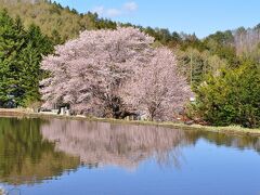 春遅い片品の水芭蕉と天王桜