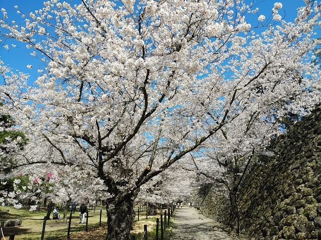 信州２０２１桜　【２】小諸懐古園２