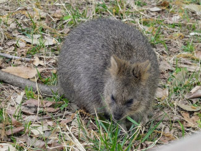 世界一幸せな動物だからって笑わなくってもいいじゃないか！クオッカに会いに埼玉こども動物自然公園へ