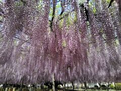 思い出の大藤を訪ねて　玉敷公園の大藤