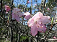 奥武蔵・蕨山の春