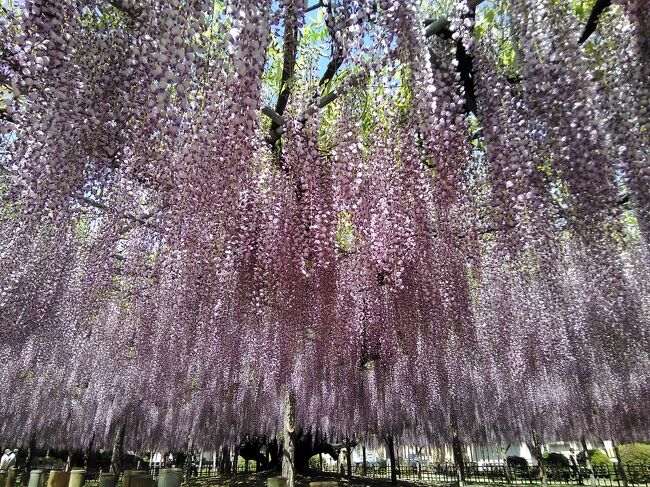 藤の花が近所でも咲き始めると、幼い子供の頃に見た大藤を思い出します。<br /><br />幼い子供の頃に、父親に一度連れて行ってもらった神社<br /><br />一度は、枯れかけた大藤。<br /><br />幼い子供の目の前にあったのは、見事に咲かせた、大藤がありました。<br /><br />もう一度、あの思い出の大藤を見たくて、<br /><br />久しぶりに訪れてみました。<br /><br />