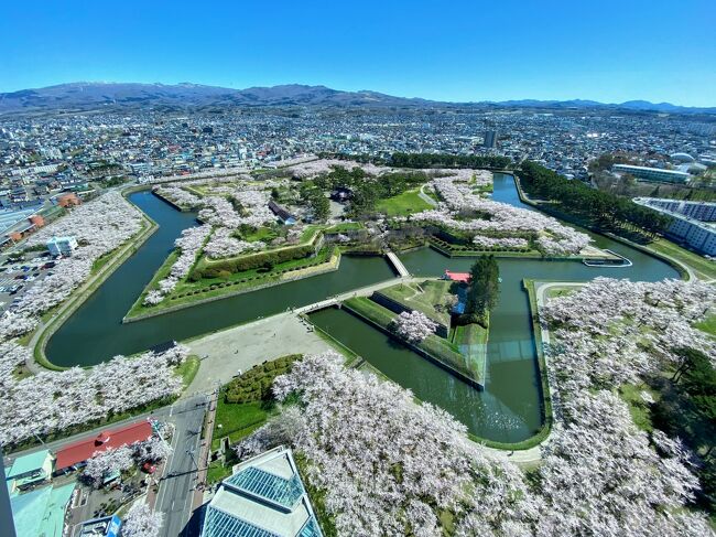 函館旅行の二日目 今回の旅行で一番楽しみにしていた五稜郭の桜を見に行きます。<br />晴天に恵まれて桜も満開!<br />平日で空いてるしのんびり過ごせました。<br /><br />その後 廻った元町周辺 旧函館区公会堂は、リニューアルオープンの初日でした。<br />行きたいと思っていたお店は、休業中で行けなかったのが心残りですが コロナ禍の旅行なので仕方ないですね。<br /><br />旅行ができたことに感謝しています。