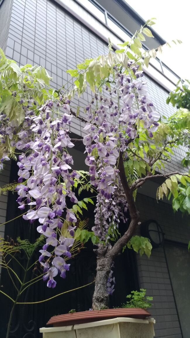 阪神野田～春日神社