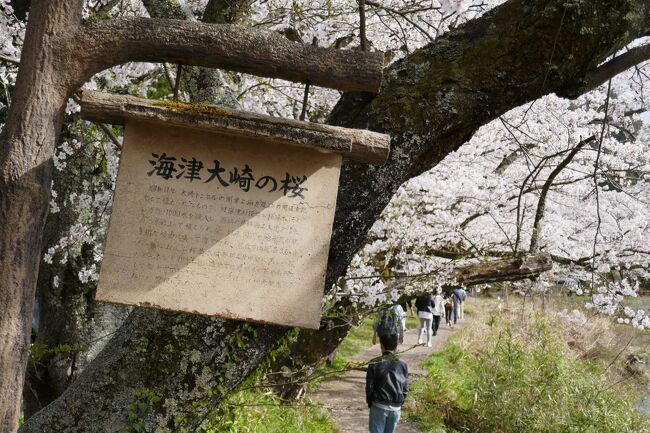 滋賀県海津大崎は、桜の名所です。<br />今回のツアーは珍しく早くから決定していたので、楽しみにしていました。<br />イチゴ狩りも久しぶりで、昼食も少し豪華でした。<br />添乗員さんは、今年初めての添乗とのことでした。<br />私もいっぱいツアー申込みをしていますが、今年初めてのバスツアーです。<br />