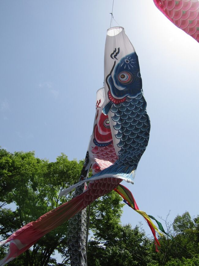 　舞岡公園の上から坂道を下りて行く。道端には関東タンポポの黄色い花やそれが綿毛になっている。舞岡公園を一歩出ると西洋タンポポと大金鶏菊の大群生地となっていることを思えば夢のような場所だ。事務所で聞いてみると西洋タンポポと大金鶏菊は抜いているのだという。里山をテーマにした舞岡公園では当然のことか。まるで、皇居のようなやり方だ。<br />　五月に入って、鯉のぼりが泳ぎ、古民家には五月人形が飾られている。また、民芸具も作っている。声がした後、私の背中に竹トンボが当たった。おばさんが飛ばしたものがこちらに飛んで来たのだ。そういえば、子供の頃は良く竹トンボで遊んだものだ。<br />　そうしているうち、地震があった。新潟地震のことを思い出したが、ここの古民家は萱葺き屋根で瓦が落ちて来ることはない。<br />　事務所前の広場と古民家の前庭には鯉のぼりが泳ぎ、古民家には五月人形が飾られている。五月人形の前は雛人形（https://4travel.jp/travelogue/10749981）であり、今年も飾られたという。<br />　谷戸の田圃には子供たちとその親たちが大勢集まっている。田植え作業の始まりであろう。田植えは人力で行っているが、昔は野良仕事には牛や馬がいないと出来ないことであった。しかし、今ではそれも人力で行っているようだ。<br />（表紙写真は古民家前庭の鯉のぼり）