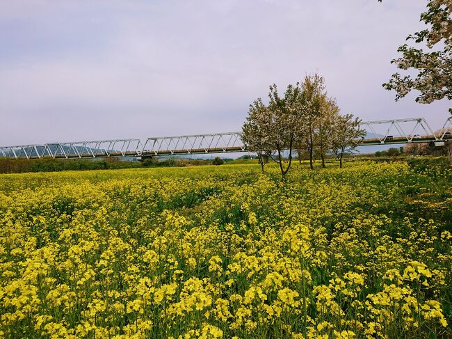 5月1日のGWの連休初日。<br />天気は曇り後雨の予報。<br />どうも長野に来てから、休みの日の天気に恵まれない。<br />それでも、せっかくの連休初日、どこかに行きたいと思い、隣町の小布施の千曲川ふれあい公園まで、八重桜の並木と、菜の花畑を見に行って来ました。<br />4キロも続くという八重桜の並木は、インスタチェックだと、葉っぱが出てきてるとのことなので、早めにいかねばという思いもありました。<br />まずは引っ越しで出た大量の粗大ゴミ（主に衣装ケース7個）を捨てに、犀川と千曲川の合流地点付近にある、長野市環境再生センターへより、その後千曲川を北上し、須坂の蔵町を抜け、小布施の千曲川ふれあい公園に。<br />ちょっと葉っぱの出てきた薄ピンクの八重桜の並木を見て、菜の花畑を見てきました。<br />そして小布施で土鍋ラーメンなる、味噌の美味しいラーメンを食べ、豊野の直売所や、長野市唯一のイオンによって帰りました。