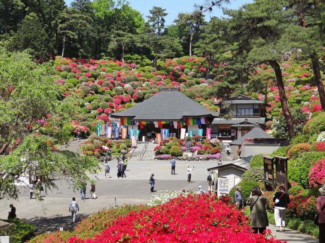 快晴でしたので、レンタカーで都道府県をまたがない青梅の塩船観音寺のつつじまつり*)に行ってきました。温暖化の影響か、今年は例年より10日程早く見頃を迎えております。広さ約5千坪のこのつつじ園は、後部が解放されて舳先が北北西に向いた船の形状をしており、その斜面に開花時期が1ヶ月近く異なる20種以上、約2万本の色とりどりのつつじが植栽されています。このつつじ園の形状のため、時刻によっては日陰になる部分があり、全体に日があたるのは昼前後と思います。駐車場は数ヶ所あって全部で約200台収容可能ですが、混んでいて駐車待ちをするのを避けるため、8:00の開園時刻に間に合うよう駐車場に着きました。つつじ園には11:00頃までいましたが、時刻によって見え方が異なりますので、この旅行記では必要に応じて撮影時刻を記載します。<br /><br />*) 塩船観音寺とつつじ園の歴史等については付録に記載しましたので、ご興味のある方はご覧ください。<br />