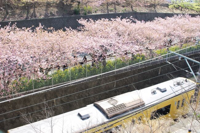 ずっと観に行きたいと思っていた三浦海岸駅の河津桜。<br />昨年は気づいたら河津桜の時期が過ぎてしまっていて、<br />今年はコロナ禍での緊急事態宣言・・・<br />三崎で美味しいマグロも食べてみたいし、<br />そういえば三浦半島へ観光自体行った事が無いかも…？<br />密にならないように一人行動と、マスクや手洗いを徹底して<br />行って来ました。<br /><br />品川駅⇒走水神社⇒三浦海岸駅⇒河津桜（桜まつりは中止）<br />⇒三崎口駅⇒宗よし（昼食）⇒海南神社⇒三崎港<br />⇒三富染物店⇒城ヶ島<br />