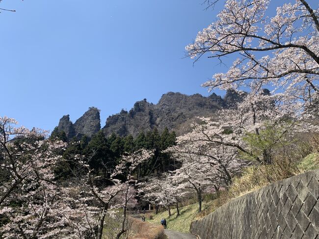 妙義さくらの里の桜が満開とのことで、行ってみました。<br />9:45　西松井田駅<br />10:35　Ｄ51通過<br />11:10　妙義公園<br />11:15　中之嶽神社<br />11:35　さくらの里駐車場最後尾<br />11:50　駐車場<br />12:20　道の駅みょうぎ<br />12:30　妙義神社<br />13:15　横川駅<br />13:30　めじろランチ<br />14:05　五料茶屋本陣