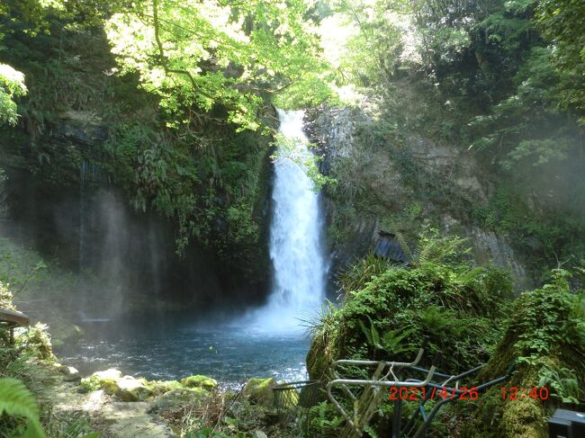 4月25日&26日伊豆半島東海岸の旅をしました。一部県では緊急事態宣言が25日から出て、不謹慎ですが前から計画してたので決行しました。 <br />昨日の夕方から雨が降りましたが、朝になると雨は上がっていていい旅になりそうでした。朝、5時5分頃部屋から朝日が見れました。7時からの朝食バイキングを腹一杯食べました。予定ではホテルを8:30発でしたが、あまり早く出発すると「道の駅」が開いて無いのでやっぱりホテルで寛いで8:20出発しました。これが失敗でした、河津七滝を巡る際はトラベラーの人から「バスで上流に行き、下ったほうが楽」と言われて頭に有ったんですが着いたのが9:15でバスは9:05分に出てしまってました。次のバスは1時間後で結局下流から巡りましたが、かなり下り&上りがあり疲れました。これから暑くなると汗だくでさらに大変だと思います。<br /> <br /> <br />本日の行程は (所要時間と観光時間省略) <br /> <br />1、ホテル:8:20発 <br />2、「ワサビのねこや」さん着、ワサビの詰め合わせ購入。 → 時間的にお客は私達だけ ⇒ 密無し <br />3、「河津七滝ループ橋」走行。 <br />4、「河津七滝」下流の「大滝」から行き、上流の滝へ。 この辺で嫌な予感 →観光客3人 ⇒ 密無し <br />5、「河津七滝」2番目は「出合滝」へ、ここも道路から下った所に滝が、帰りは上り。→ 私達だけ ⇒ 密無し <br />6、ここから先は省略、往復で2.5km歩いたはず。 →観光客10人位 ⇒ 密無し <br />7、「天城旅の駅:吉丸」さんに寄る、ここでもワサビ探しですが、海産物もあり探しにくく引き上げ。(申し訳ありません)<br /> 観光客4人 ⇒ 密無し <br />8、「道の駅・天城越」に寄り、ワサビ物の昼食。御土産屋さんでワサビの茎を発見、20本位で250円=目的の物でした。おまけに5cmほどのワサビの根と茎が付いたものが10本位で350円、これまた探していたものGET で満足。 観光客≒100人 ⇒ 密無し <br />9、「浄蓮の滝」は何回も来てますが、滝まで下り見学して帰りは上り(きつかった)観光客≒50人 ⇒ 密無し <br />10、「道の駅・伊豆月ヶ瀬」トイレ休憩&お土産探し、野菜類や袋詰めも多種ありました。観光客≒100人 ⇒ 多少密有 <br />11、「三島スカイウオーク」何回も来てるので見学と「イチゴ大福」などお土産に。観光客≒100人 ⇒ 多少密有<br /> 以前は駐車場に入るのに大変でしたが1/3位、観光バスはゼロ<br />12、「山中城跡」帰り道なので寄りました、私は2回目。旧国道1号線沿いにあり。 観光客≒20人 ⇒ 密無し<br /><br />*-1、天城あたりを走行中にワサビ畑を発見、親父さんに茎付きワサビを4~5本ほしいとお願いするも、「個人には売らない」と、畑を見ると捨てるようなワサビと茎が山ほど有ったので「もらいたい」と言うと、これもダメだと言われ退散。<br />*-2、静岡県には道の駅が25あるそうです。<br />*-3、2日間で210km走行、燃費11.9km/リッター<br />*-4、観光バスは2日間で10台位しか見ませんでした。<br />*-5、今回のコース&観光地では密は少なかったと思います。(安心してはいけない)解ってます<br /><br />行った様子は写真参照ください。