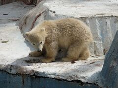 天王寺動物園＆王子動物園　ホウちゃんになんとか会えた！！ 蔓防と緊急事態に翻弄された春・・・身近な大阪と兵庫の2園を訪問