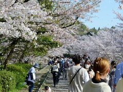 京都市内の桜・その１（哲学の道・円山公園・インクライン）