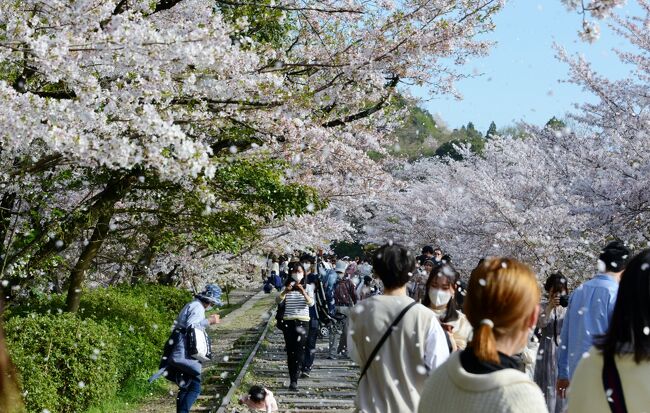 満開のサクラを見に、京都市内に出掛ける。<br />この日は天候にも恵まれて、最高の１日でした。<br />バス１日券（６００円）を利用して、京都市内を巡る。<br />この旅行記は、前半の哲学の道・円山公園・インクラインのサクラの様子です。<br /><br />・哲学の道<br />　銀閣寺と南禅寺（正確には、若王子神社）の間を結ぶ、約2kmに渡る散歩道。20世紀初期の哲学者である京都大学教授 西田幾太郎（きたろう）が、毎朝この道を歩いて思想に耽っていたことにちなんで名付けられた。脇を流れる運河は、日本最大の湖である琵琶湖から引かれた疎水である。付近を流れる白川は標高に従って北から南へ向かって流れる一方で、人工的に作られた疎水は南から北へ流れている。桜の名所としても有名であり、道沿いには日本画家 橋本関雪によって寄贈された関雪桜が並んでいる【京都観光Naviより】<br /><br />・八坂神社<br />　古くから「祇園さん」と呼ばれ親しまれている八坂神社は、全国の祇園社の総本社。創祀は、斉明天皇2年（656）とされている。京の都に大流行した疫病を鎮めたといわれ、以来、厄除けの社として信仰を集めている。現在でもこの社で執り行われている7月の祇園祭や大晦日のをけら詣りは有名。特にをけら詣りはをけら火を吉兆縄に移して、くるくる回しながら家に持ち帰り、その浄火を火種にしてお雑煮を食べると無病息災が叶うといわれている 【京都府観光ガイドより】<br /><br />・円山公園<br />　1886年（明治19）開設の市最古の公園。八坂神社の東、東山を背に約86,600㎡あり、回遊式日本庭園を中心に、料亭や茶店が散在、四季を問わず風情がある。京都随一の桜の名所で、花見時の‘祇園の夜桜’は一見の価値あり【京都観光Naviより】<br /><br />・インクライン<br />　明治23年（1890）に引かれた琵琶湖疏水は大津と京都を結ぶ舟運ルートとしても利用された。しかし、蹴上と岡崎とではあまりにも標高差があったため、坂道にレールを敷き、台車に舟ごと乗せてこの間を運んだ。これが長さ600mあまりのインクラインで、現在はそのレール、台車、舟、滑車が復元保存されている。また、桜の名所としても名高い【京都府観光ガイドより】<br /><br />・哲学の道についてはこちら<br />　　　　https://tetsugakunomichi.jp/　　<br />　　　<br />・八坂神社についてはこちら　　　<br />　　　　http://www.yasaka-jinja.or.jp/<br /><br />・円山公園についてはこちら<br />　　　　https://kyoto-maruyama-park.jp/　　　　