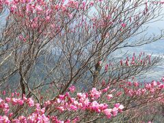 アカヤシオ　御在所岳