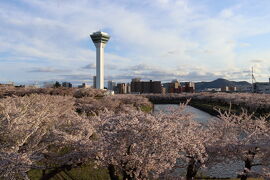 函館 桜巡り２日目