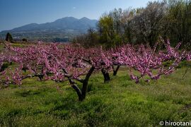 21年4月　八ヶ岳ライフ：新府桃源郷