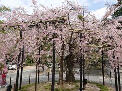 往復フェリー利用で京都・琵琶湖の桜を愛でる一人旅　京都清水寺、名門大洋フェリー編