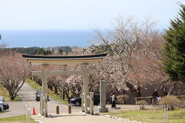 函館 桜巡り３日目