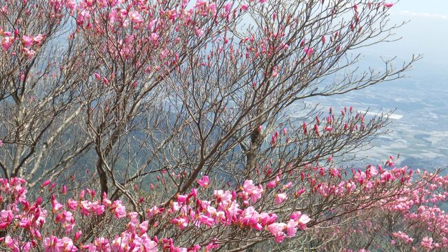 今年もアカヤシオの季節が来ました。御在所岳、国見岳上部はピンクに染まり美しいの一言です