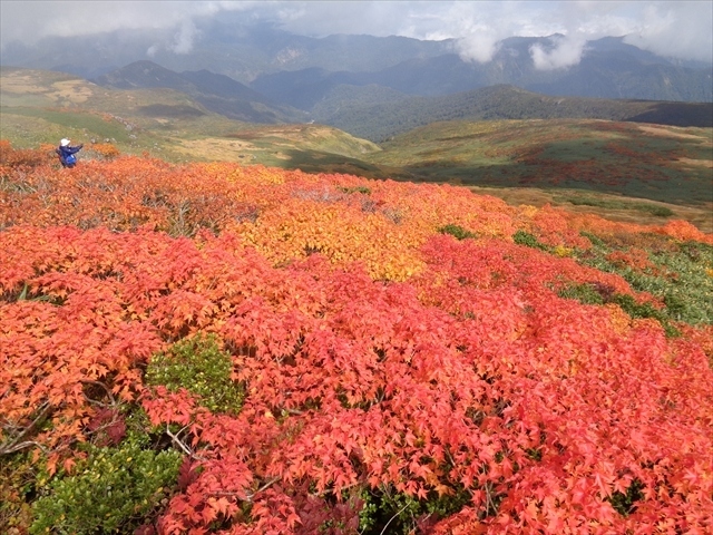 10月に入まだ暑い日が続いているこの日，紅葉を見るために月山に出かけました．当日の天気予報は晴れ．その通りに麓は晴れていましたが，月山周辺には厚い雲がかかり嫌な予感．今回は月山8合目から登りましたが，駐車場に到着する頃には霧でほぼ視界が0という状態でした．それでも雨は降っていなかったこと，少なくとも，当日の天気予報は「快晴」なのだから，そのうち晴れてくるだろうという淡い期待もあり，登山を決行することにしました．年にもよりますが，9月下旬～10月上旬は佛生池～頂上付近の紅葉が見頃で，タイミングが合えば素晴らしい景色を堪能できます．前回秋に月山に登ったときにはチョット季節がずれてしまっていて，8合目駐車場辺りが紅葉の最盛期で，佛生池から先は既に紅葉が終わっていました．そのため，チョット無理をしてでも紅葉を見たかったという気持ちもありました．午前中に登り始めて，10時頃には頂上に着いてしまいましたが，その時点では頂上の霧が濃く，しかも風もあって体感気温はかなり寒かったです．でもお昼が近付くにつれて徐々に霧も晴れてきて，下山する頃には素晴らしい紅葉を見ることが出来ました．通常のルートであれば月山自体は難しい山ではないので，機会があれば紅葉の時期に是非登って欲しい山です．