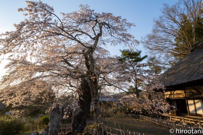 21年４月　八ヶ岳ライフ：富士見町しだれ桜