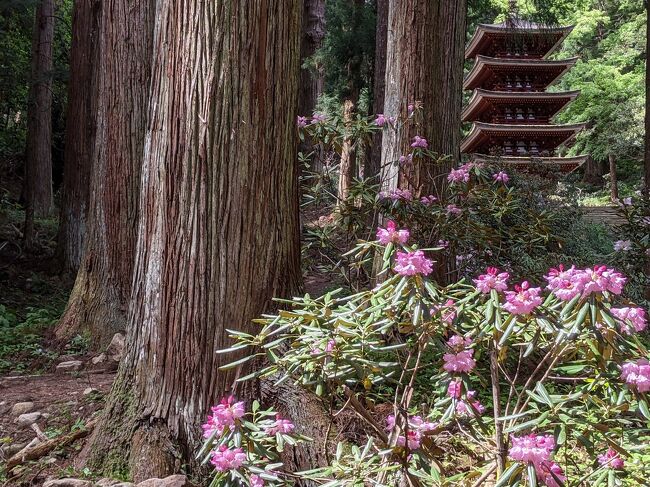 神社仏閣巡りが好きで、GWに室生寺に行ってきた。<br />一度行ったがずいぶん昔で行ったのはいつかも覚えていない。<br />もう30年以上前か。<br />ピークは過ぎていたが石楠花が咲いていてきれいだった。