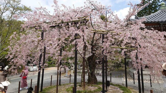 久しぶりにフェリーを利用して関西方面に出かけました。<br />個室を利用したので快適な旅となりました。フェリーの良さは寝てる間に目的地に到着する事ですね。<br /><br />往路は阪九フェリー（門司港～泉大津）利用。京都に1泊、滋賀に2泊しました。<br />桜はどこも満開で綺麗でした。<br />京都では嵐山に行き、滋賀では彦根城、海津大崎桜クルーズ、帰りに京都清水寺に寄り、復路は名門大洋フェリー（大阪南港～門司港）利用しました。<br /><br />滋賀から京都へと移動して清水寺を観光したあと、名門大洋フェリーに乗船して福岡へと帰りました。