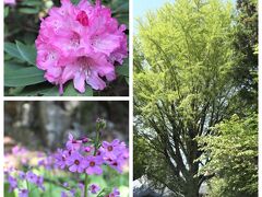 「播州清水寺」で静かに咲く　“クリンソウ”　と　“シャクナゲ”　の花