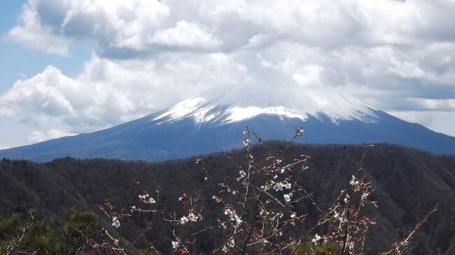 山友達NK氏との山旅、５ヶ月ぶりです。女性陣２人も加わって富士山北の釈迦ヶ岳を歩きました。<br />富士山の北側に河口湖や西湖があります。その北にある三ツ峠や黒岳を主峰とする山々を御坂山塊といいます。両山のほか節刀ヶ岳、鬼ヶ岳、十二ヶ岳など、東京人にも静岡人にも馴染みの山が多い。<br />そのさらに北側に釈迦ヶ岳があって、ずっと登りたいと思っていました。公共交通機関で行くには至難の山のように思えます。<br />今回のNK氏からのお誘いはまさに「渡りに船」　念願をかなえることができました(^o^)<br />なお山名は当て字で、お釈迦さまとは無関係だそうです。