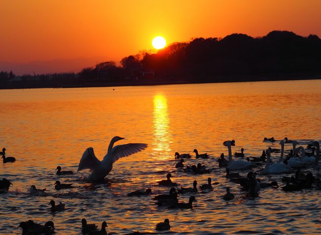 毎年、群馬の多々良沼にシベリアから飛来する白鳥が11月下旬頃～３月中旬頃の間見られます、今年は白鳥の数が３月８日の２羽を最後に観測されてないので、２月でほとんど旅立っちゃったようです<br /><br />２月２１日、この日は天気が良いので多々良沼にいるかな？と、群馬に出かけて帰るついでに寄ってみました。<br /><br />ちょうど餌をあげてる時間だったので、白鳥の他にカモもたくさんいました。<br />何度か見てる白鳥さんたちだけど、家族なのかな？グループごとに共鳴して飛び立つ姿に感動しました。