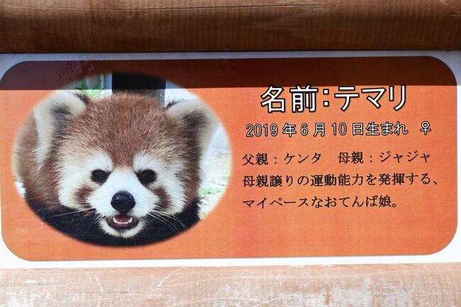 「可愛すぎるレッサーパンダ」として有名なテマリちゃんに会うために姫路セントラルパークに行きました。まず入園料を支払い、入園後サファリパーク車の乗車券を購入します。サファリゾーンを廻った後、車を降りてウオーキングサファリに行くことになります。本来ならロープウエイで近くまで行けるところが、点検中とかで稼働していません。見たところ誰も点検作業をしていなかったが、仕方がありません。入場者も非常に少ないので動かす気になれないのかもしれません。それよりも、かなり歩いて立派なレッサーパンダ舎にたどり着いたのですが、会いたくて堪らなかったテマリちゃんが全然前を向いてくれないのです。屋外放飼場の小屋に入りっぱなしで、横顔少しと綺麗な尻尾を見ただけで、時間の関係上結局お顔を見ること叶わず、やはりここは車で来ないと難しい。日本一心の器が狭い姫センパーク（姫センさんの自虐ギャグです）さんにお願いします。テマリちゃんを何処かに嫁がせてください。