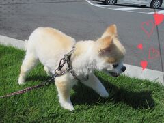 ◆犬旅◆静岡/土肥【ゆるり西伊豆】～お犬様と思い出作りの旅～週末２日間(2021.5)