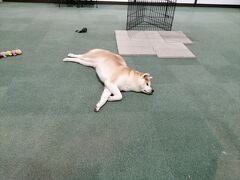 犬探し【秋田・秋田犬の里（Akita Dog Visitor Center）編&#917763;】