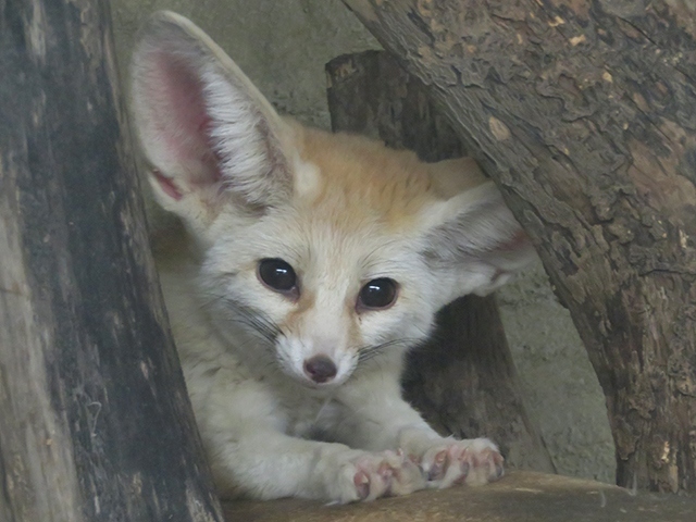 この日はアクシデントWのとんでもDAYでした。<br />入園した途端にショルダーバッグのベルトが<br />ブチッと切れた。ええっ～と驚愕していたら<br />グラグラの差し歯も抜けた。<br />どういう事？旅先のアクシデントとしては<br />なかなかのレベル。<br />おかげで撮影しづらくて、写真少な目だった。<br /><br />猛獣系はいないけど、動物との距離が近く<br />いろいろな動物に、エサやりができますよ。<br />とくにリスザルはヤンチャなので<br />何か盗られないように気をつけて。<br />バスの運転手さんが、一番凶暴かも？って言っていたけど<br />確かにバイオパークではNo.1かもね。<br />キツネザルたちは、おっとりしていて対照的だった。