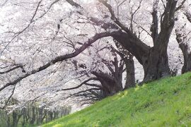 春爛漫の京都・近江桜旅（４）こんな桜みたことない！ 背割堤 圧巻の桜並木