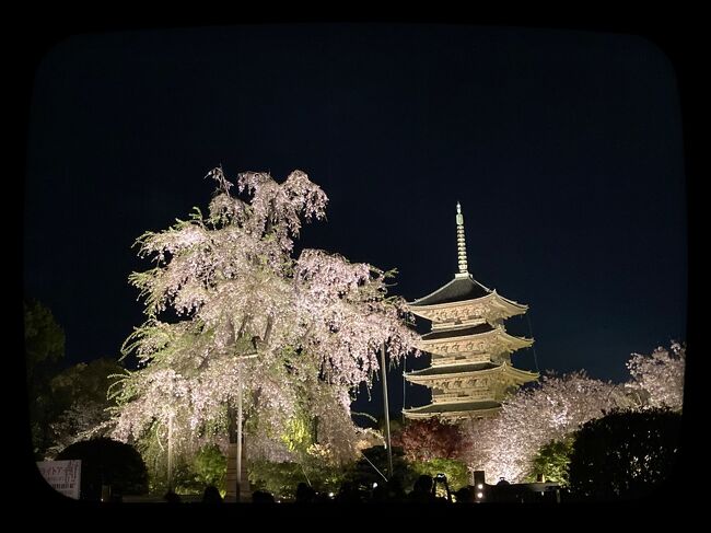 女優も桜もライトが命！？ 東寺 夜桜ライトアップ☆