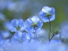 ネモフィラ撮りに行ったのに、モリコロパーク大道芸フェスティバル見ちゃった♪