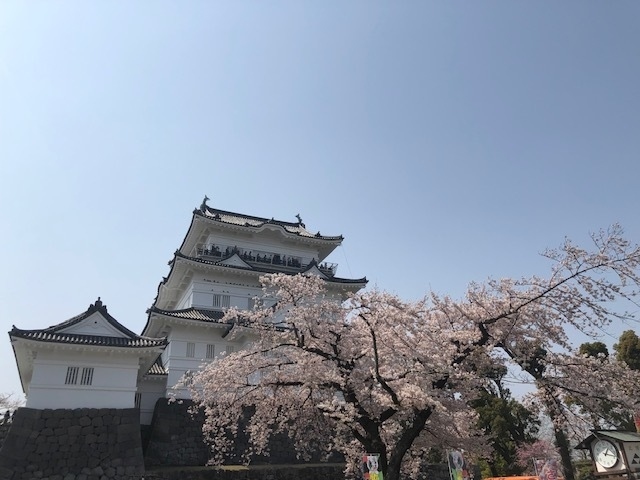 iPhoneの写真を整理していたら、2019年4月の小田原骨董市の写真が。<br /><br />（あれ？　旅行記にしていなかったのかな？）と思い確認してみると、どうやら作成していなかったようで、記憶も曖昧なのですが備忘録代わりとして簡単に纏めます。