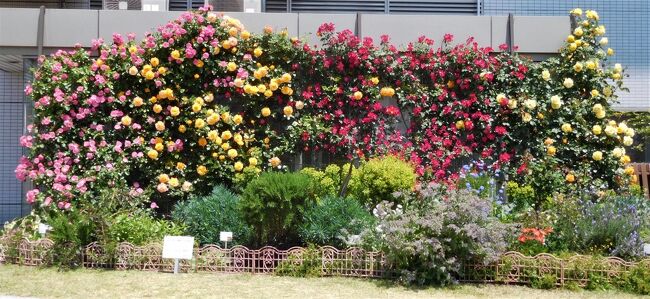 4月30日に友人から山口宇部空港のバラの花の写真が届きました。<br />5月12日に友人と見に行く予定でしたが、今でも見頃とのことで早めに見ることにしました。<br /><br /> 山口宇部空港で初めてバラを見たのは2015年です。<br />毎年見ているので、本当に同じような写真しか写っていないですが・・・。<br /><br /> 空港に来るのは1年ぶりです。