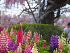 藤花見