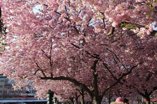 ストックホルム 王立公園の桜
