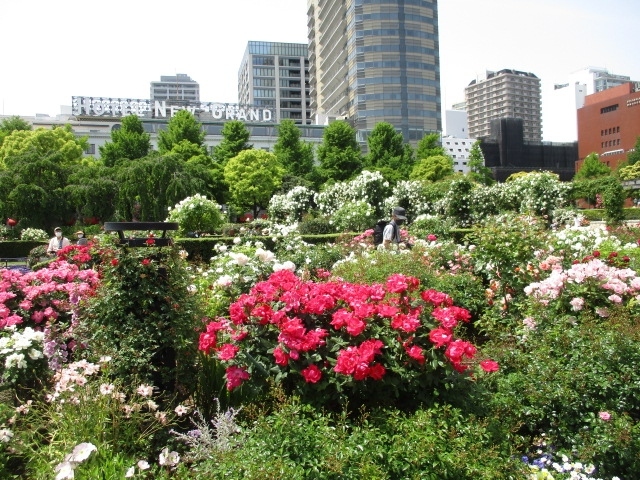 JR桜木町駅から赤レンガ倉庫、山下公園を経由して港の見える丘公園の薔薇散策に出かけました。