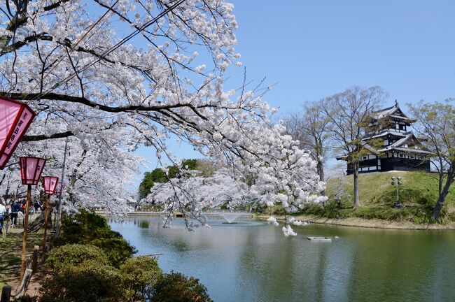 「日本さくら名所１００選の地」を訪ねる旅、今回の目的地は上越市・高田城址公園。<br />アパホテル上越妙高駅前に宿泊しての１泊ドライブ旅。<br /><br />ここ高田城址公園は、日本三大夜桜のひとつです。　<br />他は、弘前公園（青森県・弘前市）、上野恩賜公園（東京都・台東区）。<br /><br />初日、早朝４時過ぎに自宅を出て、名神高速道経由で北陸道・上越インターを目指す。<br />第１駐車場（関川中央橋右岸）に着いたのは１０寺１５分で、青空の下、高田城址公園のサクラを楽しむ。<br /><br />その後、妙高市方面にドライブする（この旅行記は、新潟ドライブ・その２にて）。　<br />午前中は、スンナリと駐車出来たのですが、さすが、３大夜桜で知られる高田城址公園の駐車場は、夕方からは満車状態。<br />他の駐車場に回るも、何処も駐車場前は入場待ちの車の列。<br />最終的には、第１駐車場（関川中央橋右岸）に駐車出来ました。<br />翌日の天気予報が雨だったので、花見客がこの日の夜桜見学を選ばれたようです。<br /><br />・高田城址公園<br />　公園の面積は約50haあり、市街地の中心部に位置する公園としては、全国的にも有数の規模を誇っています。園内には、復元された高田城三重櫓や歴史博物館、小林古径記念美術館、高田図書館、小川未明文学館(高田図書館内)などの文化施設、陸上競技場、野球場等のスポーツ施設、岩野勇三ブロンズコーナーやブロンズプロムナード、芝生広場や外堀をめぐる遊歩道などがあり、市民の散策や憩いの場となっています。また、日本画の大家・小林古径の邸宅や、本丸と二の丸を結ぶ極楽橋も復元されています。四季を通じてさまざまな表情を見せる高田城址公園。春には桜の名所としても有名です。公園やその周辺を含めて約4,000本のソメイヨシノが咲き誇り、三重櫓とともにボンボリの灯りに照らし出される美しさは、「日本三大夜桜」のひとつに数えられています。桜の開花に合わせ、毎年「高田城址公園観桜会」（毎年4月1日～15日）が開催されます。また、夏にはお堀一面を埋め尽くす蓮を見ることができます。その規模と美しさから、「東洋一」と称されており、こちらもオススメです（「蓮まつり」7月下旬～8月中旬）【にいがた観光ナビより】<br /><br />・高田城址公園第１駐車場（関川中央橋右岸）　５００円（１回）<br /><br />・高田城址公園観桜会についてはこちら<br />　　　https://www.joetsu-kanko.net/kanoukai/index.html