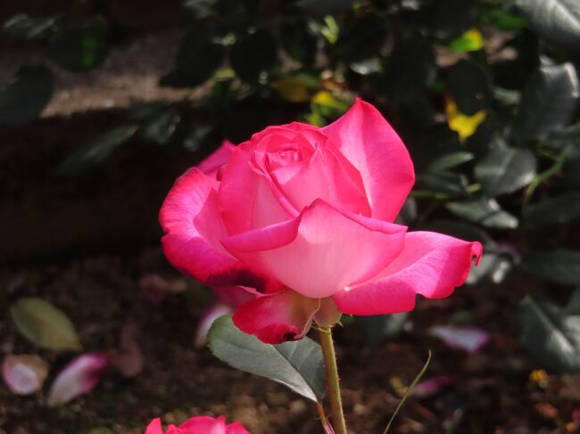 薔薇と都電 いつからこんな取り組みで 人を楽しませる取り組みを<br />始めたのかはわからないのですが <br />春になると 都電の線路脇で咲き乱れる薔薇と <br />その写真を撮ろうとする人々で <br />ローカルでマイナーなエリアが<br />けっこうにぎわっています<br /><br />コロナ禍の第3波で 緊急事態宣言が発令された令和3年のGW <br />それを押して迄旅行に行く気にもなれなかったので <br />都電荒川線にそってしばらく散歩をしてきました