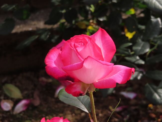 のんびり下町を走るさくらトラムと薔薇